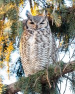 OwlDadTree-282.jpg