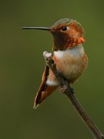 Hummer9.jpg