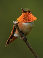 Hummer8.jpg