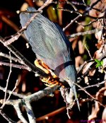 DSC_9384_001.JPG