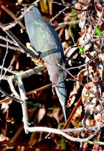 DSC_9387_001.JPG