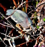 DSC_9395_001.JPG