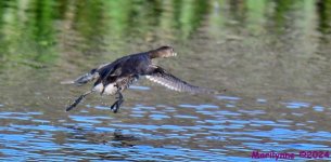 DSC_9461_001.JPG
