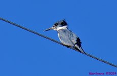 DSC_9497_001.JPG