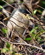 DSC_9515_001.JPG