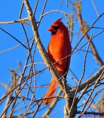 DSC_9518_001.JPG