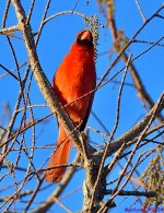 DSC_9521_001.JPG