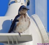 DSC_9557_001.JPG