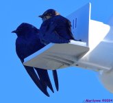 DSC_9558_001.JPG