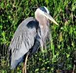 DSC_9610_001.JPG