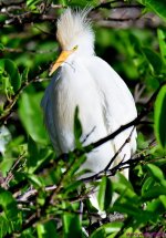 DSC_9677_001.JPG