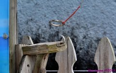 DSC_2026_001.JPG