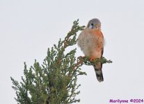 DSC_9727_001.JPG