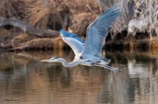 GBHFlight-283.jpg