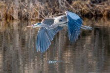 GBHFlight-284.jpg