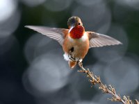 Hummer18.jpg