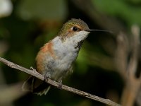 Hummer30.jpg
