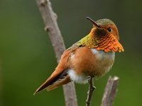 Hummer11.jpg