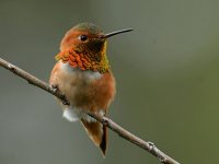 Hummer26.jpg