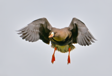 2024-02-29_13-07-50G1sTlight.png