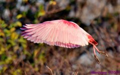DSC_9791_001.JPG