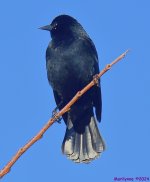 DSC_9860_001.JPG
