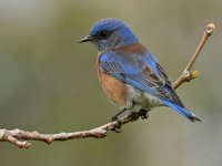 Bluebird.jpg