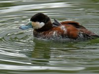 RuddyDuck4.jpg