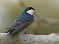 Swallow2.jpg