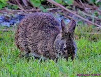 DSC_0022_001.JPG