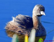 DSC_0098_001.JPG