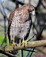 DSC_0158_001.JPG