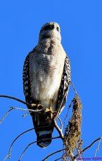 DSC_0170_001.JPG