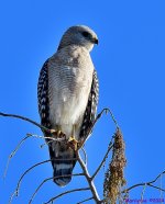 DSC_0175_001.JPG
