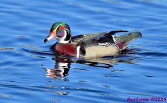 DSC_0209_001.JPG