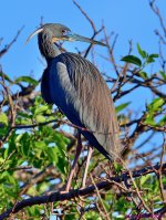 DSC_0258_001.JPG