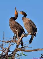 DSC_0300_001.JPG