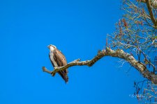 _DAB8724-topaz-denoiseraw-sharpen.jpg