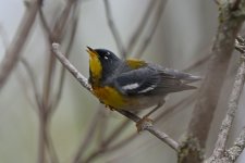 DSC_2261.JPG