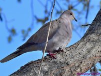 DSC_0426_001.JPG