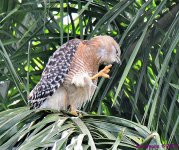 DSC_0467_001.JPG