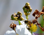 DSC_0531_001.JPG