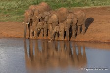 elephants goldenlight.JPG
