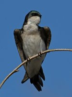 Swallow14.jpg
