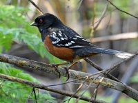 SpottedTowhee.jpg