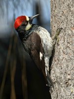 AcornWoodpecker.jpg