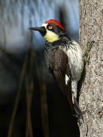 AcornWoodpecker2.jpg