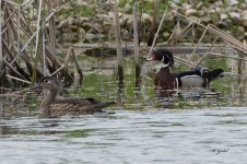 Original wood ducks sm.jpg