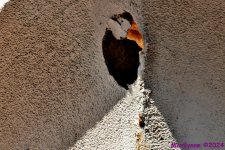 DSC_0692_001.JPG
