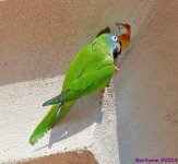 DSC_0723_001.JPG
